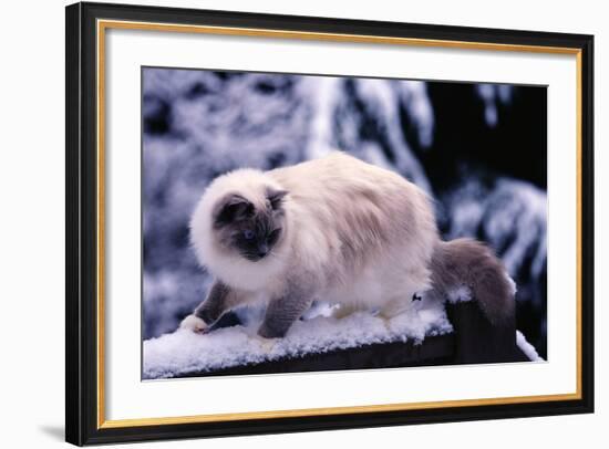 Ragdoll Cat on Fence-Darrell Gulin-Framed Photographic Print