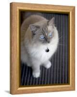Ragdoll Cat-Savanah Stewart-Framed Premier Image Canvas