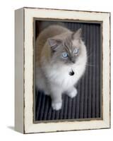 Ragdoll Cat-Savanah Stewart-Framed Premier Image Canvas