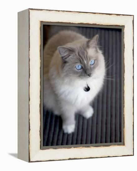 Ragdoll Cat-Savanah Stewart-Framed Premier Image Canvas