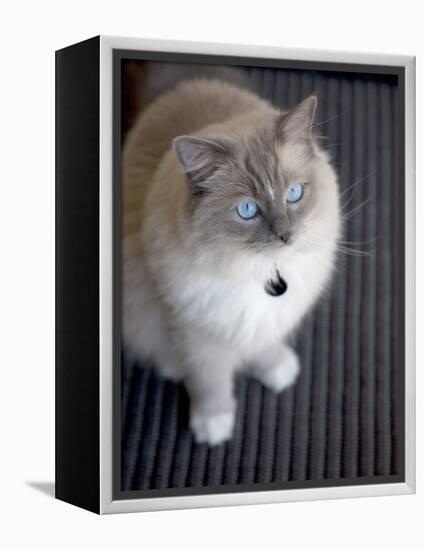 Ragdoll Cat-Savanah Stewart-Framed Premier Image Canvas