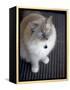 Ragdoll Cat-Savanah Stewart-Framed Premier Image Canvas