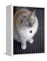 Ragdoll Cat-Savanah Stewart-Framed Premier Image Canvas