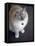 Ragdoll Cat-Savanah Stewart-Framed Premier Image Canvas