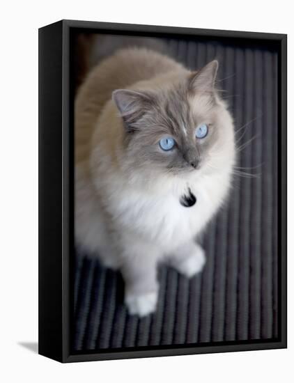 Ragdoll Cat-Savanah Stewart-Framed Premier Image Canvas