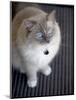Ragdoll Cat-Savanah Stewart-Mounted Photographic Print