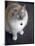 Ragdoll Cat-Savanah Stewart-Mounted Photographic Print