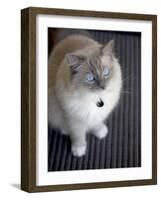 Ragdoll Cat-Savanah Stewart-Framed Photographic Print