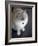 Ragdoll Cat-Savanah Stewart-Framed Photographic Print