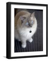 Ragdoll Cat-Savanah Stewart-Framed Photographic Print