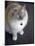 Ragdoll Cat-Savanah Stewart-Mounted Photographic Print