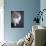 Ragdoll Cat-Savanah Stewart-Photographic Print displayed on a wall