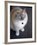 Ragdoll Cat-Savanah Stewart-Framed Photographic Print