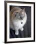 Ragdoll Cat-Savanah Stewart-Framed Photographic Print