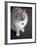 Ragdoll Cat-Savanah Stewart-Framed Photographic Print