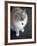 Ragdoll Cat-Savanah Stewart-Framed Photographic Print