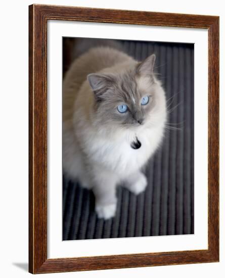 Ragdoll Cat-Savanah Stewart-Framed Photographic Print