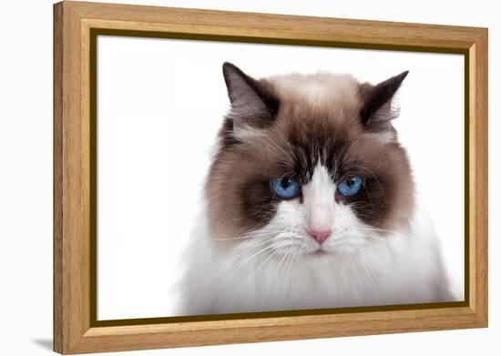 Ragdoll Cat-Fabio Petroni-Framed Premier Image Canvas