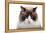 Ragdoll Cat-Fabio Petroni-Framed Premier Image Canvas