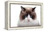 Ragdoll Cat-Fabio Petroni-Framed Premier Image Canvas