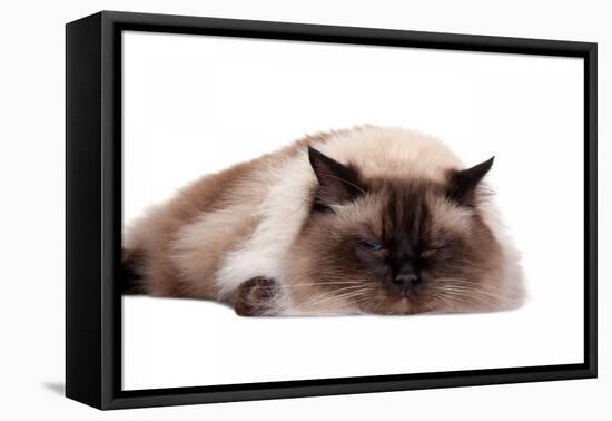 Ragdoll Cat-Fabio Petroni-Framed Premier Image Canvas