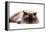 Ragdoll Cat-Fabio Petroni-Framed Premier Image Canvas