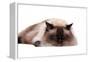 Ragdoll Cat-Fabio Petroni-Framed Premier Image Canvas