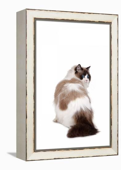 Ragdoll Cat-Fabio Petroni-Framed Premier Image Canvas