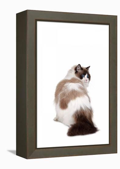 Ragdoll Cat-Fabio Petroni-Framed Premier Image Canvas