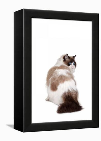 Ragdoll Cat-Fabio Petroni-Framed Premier Image Canvas