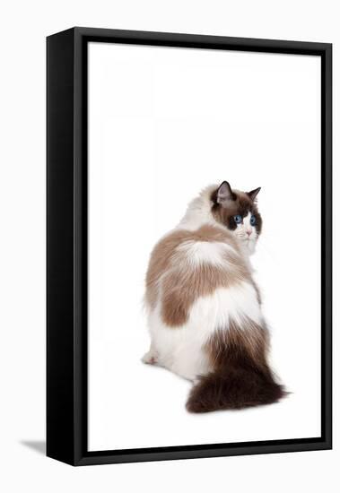 Ragdoll Cat-Fabio Petroni-Framed Premier Image Canvas