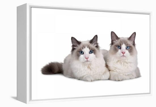 Ragdoll Cat-Fabio Petroni-Framed Premier Image Canvas