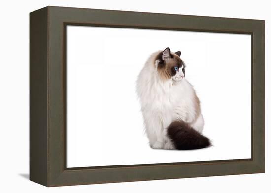 Ragdoll Cat-Fabio Petroni-Framed Premier Image Canvas