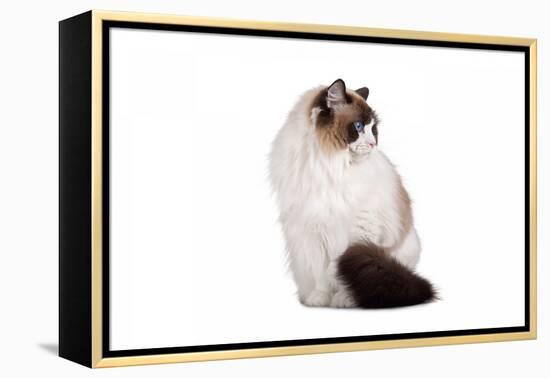 Ragdoll Cat-Fabio Petroni-Framed Premier Image Canvas