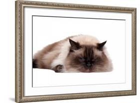 Ragdoll Cat-Fabio Petroni-Framed Photographic Print