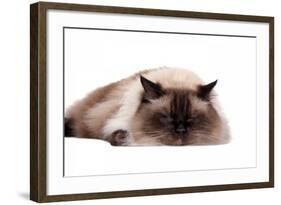 Ragdoll Cat-Fabio Petroni-Framed Photographic Print