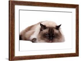 Ragdoll Cat-Fabio Petroni-Framed Photographic Print