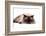 Ragdoll Cat-Fabio Petroni-Framed Photographic Print