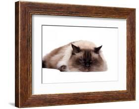 Ragdoll Cat-Fabio Petroni-Framed Photographic Print