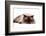 Ragdoll Cat-Fabio Petroni-Framed Photographic Print