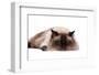 Ragdoll Cat-Fabio Petroni-Framed Photographic Print