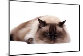 Ragdoll Cat-Fabio Petroni-Mounted Photographic Print
