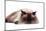 Ragdoll Cat-Fabio Petroni-Mounted Photographic Print