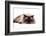 Ragdoll Cat-Fabio Petroni-Framed Photographic Print