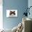 Ragdoll Cat-Fabio Petroni-Photographic Print displayed on a wall