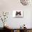 Ragdoll Cat-Fabio Petroni-Photographic Print displayed on a wall