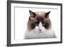 Ragdoll Cat-Fabio Petroni-Framed Photographic Print
