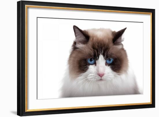 Ragdoll Cat-Fabio Petroni-Framed Photographic Print