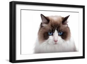 Ragdoll Cat-Fabio Petroni-Framed Photographic Print