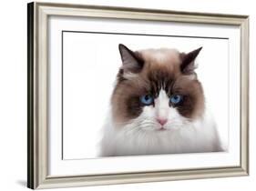 Ragdoll Cat-Fabio Petroni-Framed Photographic Print
